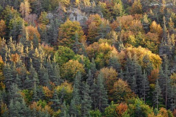 Haute-Loire