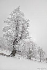 Haute-Loire