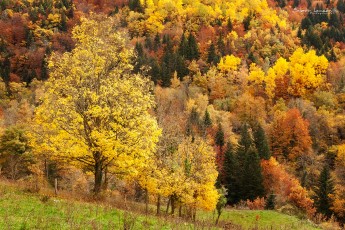 Vallée de l'Allier - Haute-Loire