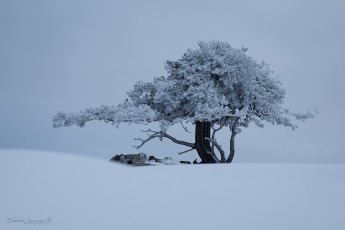 Haute-Loire