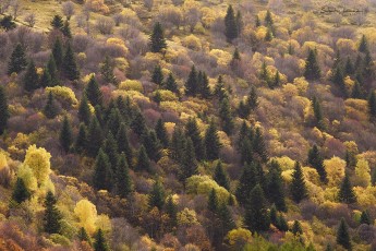 Cantal