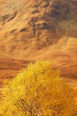 Highlands - Scotland