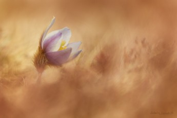 Pulsatille de printemps (Pulsatilla vernalis)