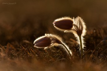 Pulsatille de printemps (Pulsatilla vernalis)