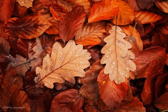 Automn leaves - Haute-Loire