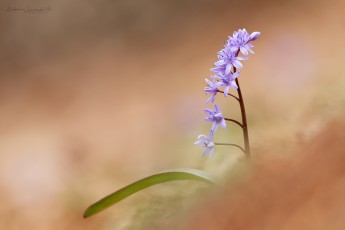 Scilles à deux-feuilles