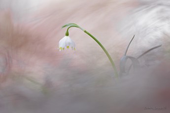 Nivéole de printemps