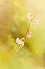 Epipogon sans feuilles