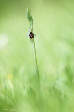 Ophrys fausse bécasse