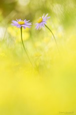 Aster des Alpes