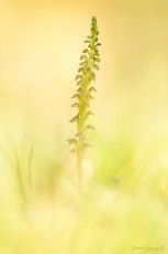 Ophrys homme pendu