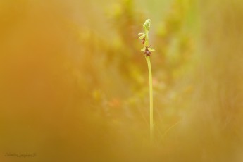 Ophrys mouche