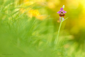 Ophrys bourdon