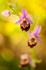 Ophrys bourdon