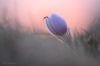 Pulsatille de printemps (Pulsatilla vernalis)