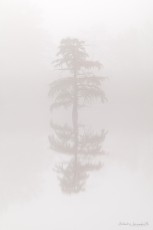 Cyprès chauve - Isère