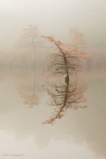 Cyprès chauve - Isère