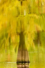 Cyprès chauve - Isère