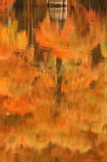 Cyprès chauve - Isère