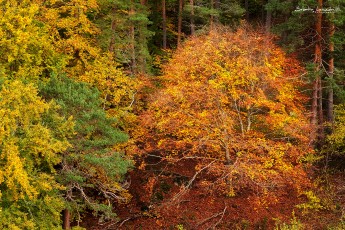 Boule d'automne - Haute-Loire