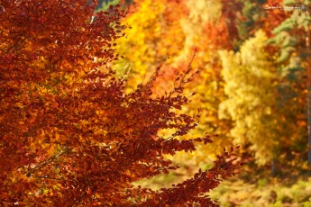 Ying-Yang d'automne - Lozère