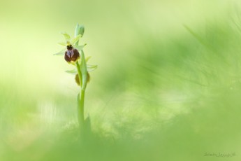 Ophrys petit araignée