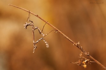 Diablotin de la Loire