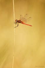 Libéllule